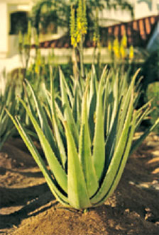 Aloe Vera